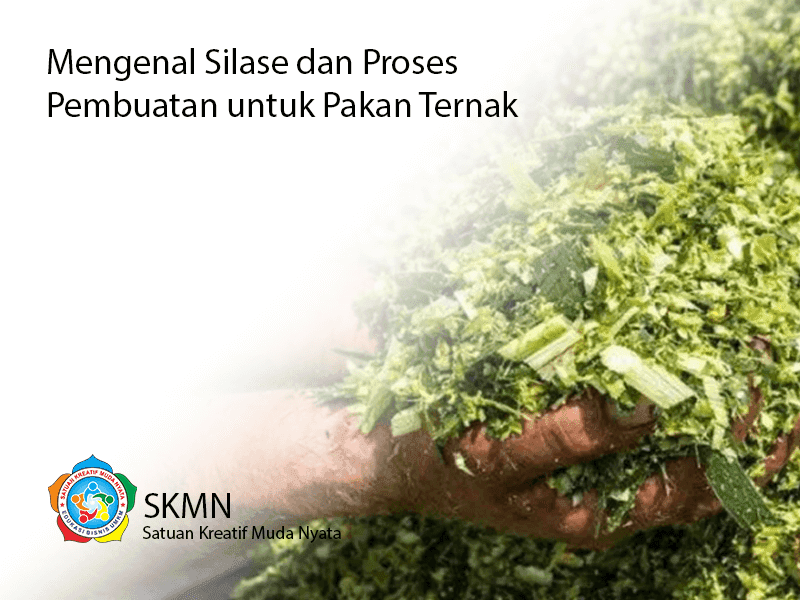 Mengenal Silase dan Proses Pembuatannya Untuk Pakan Ternak